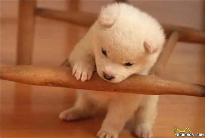 不知道该如何养宠物?这些知识要领，准备工作手把手教你学会