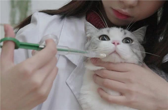 不知道该如何养宠物?这些知识要领，准备工作手把手教你学会