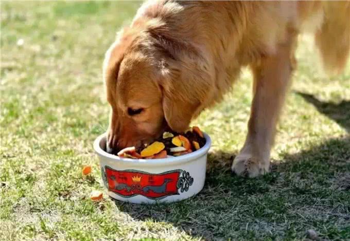 不知道该如何养宠物?这些知识要领，准备工作手把手教你学会