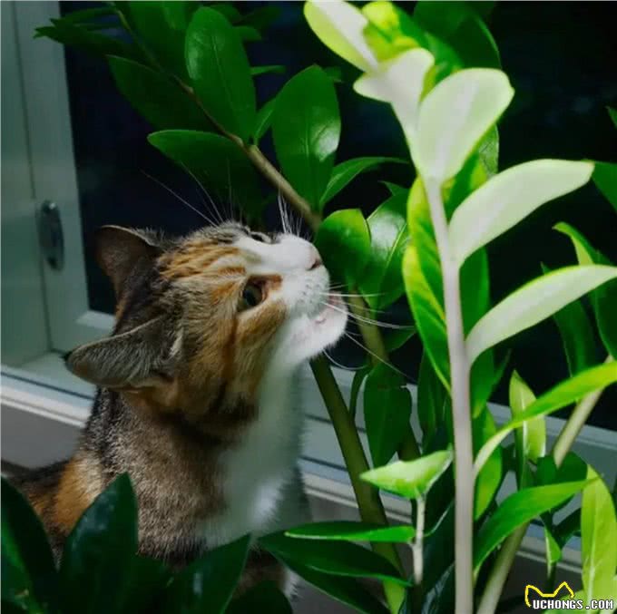 不知道该如何养宠物?这些知识要领，准备工作手把手教你学会