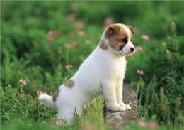 不知道该如何养宠物?这些知识要领，准备工作手把手教你学会