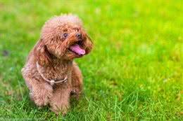 贵宾犬拉姆装是什么?朋友们让我们一起来熟悉一下拉姆装吧