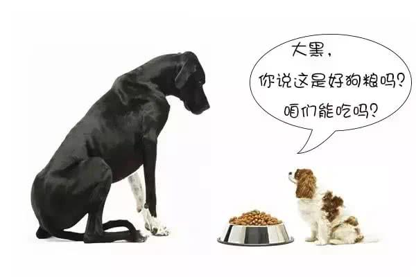 劣质狗粮到底有多大危害!