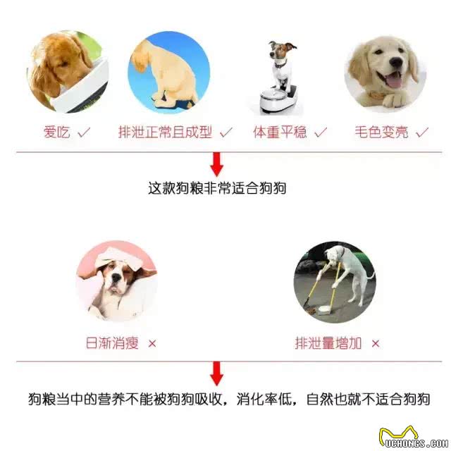 劣质狗粮到底有多大危害!