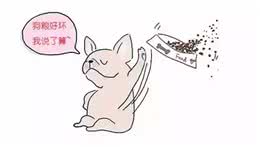 劣质狗粮到底有多大危害!