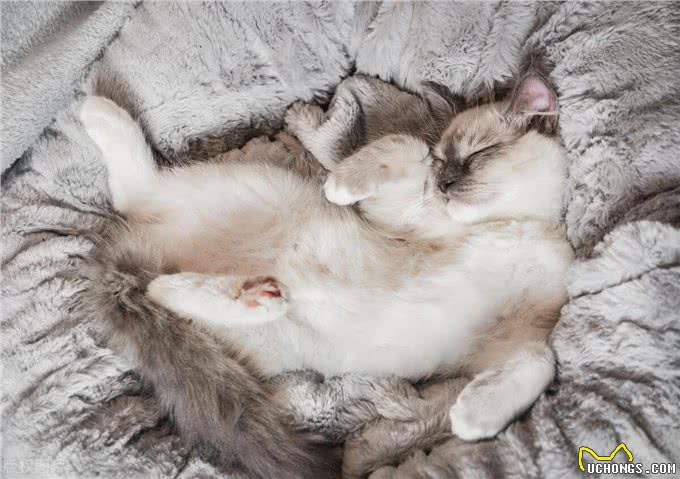 狗狗与猫咪：睡眠习惯大不同