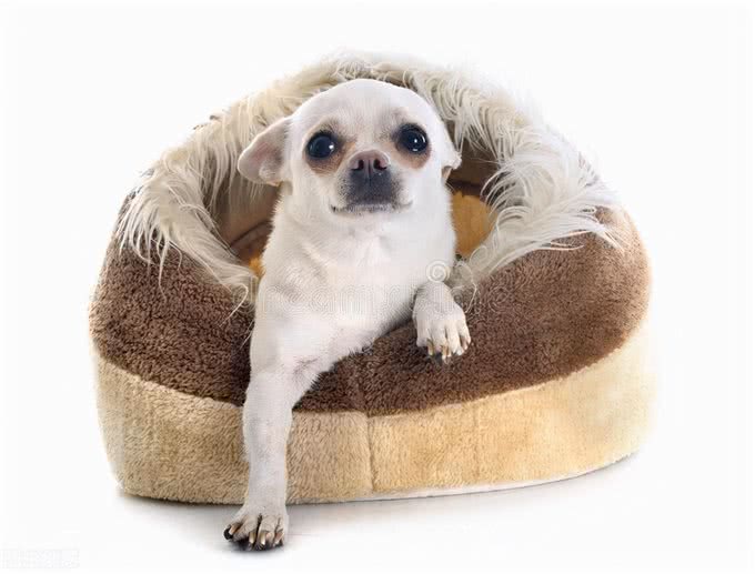 经验分享:养狗家庭必须要准备的物品，适用于新手铲屎官