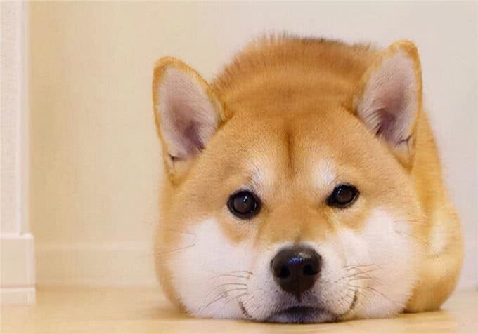 家有爱犬:小狗掉毛很厉害,什么原因?怎么处理?