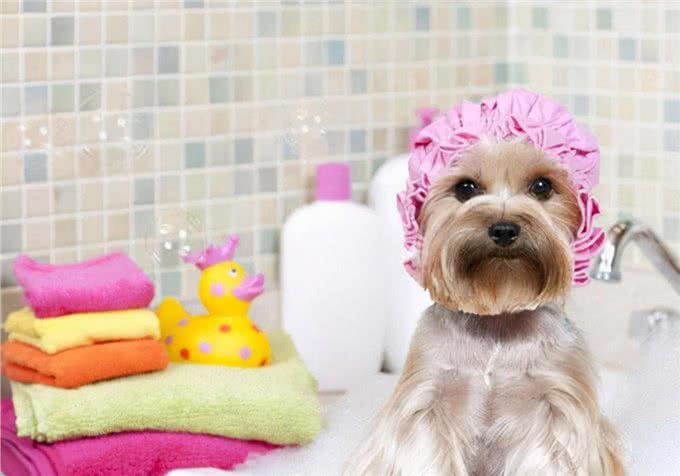 家有爱犬：小狗掉毛很厉害，什么原因?怎么处理?