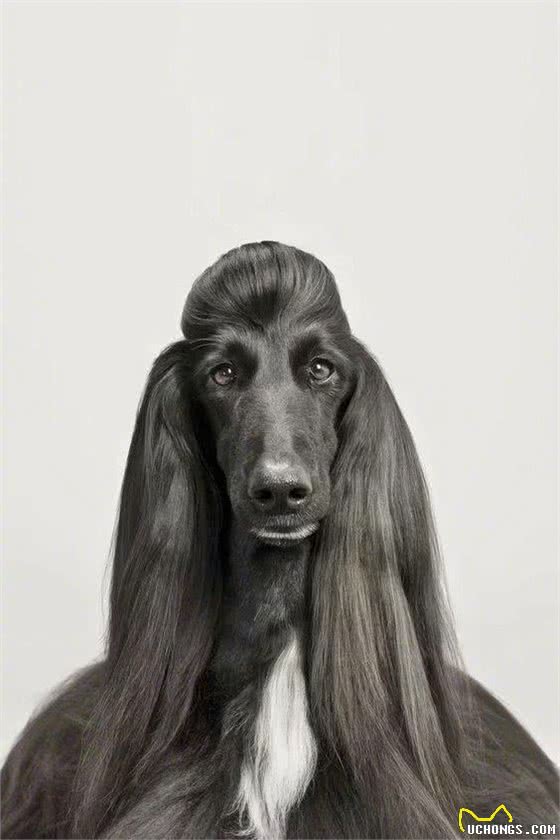 杭州一小区，业主深夜遇未牵绳阿富汗猎犬网友:惊恐程度百分百