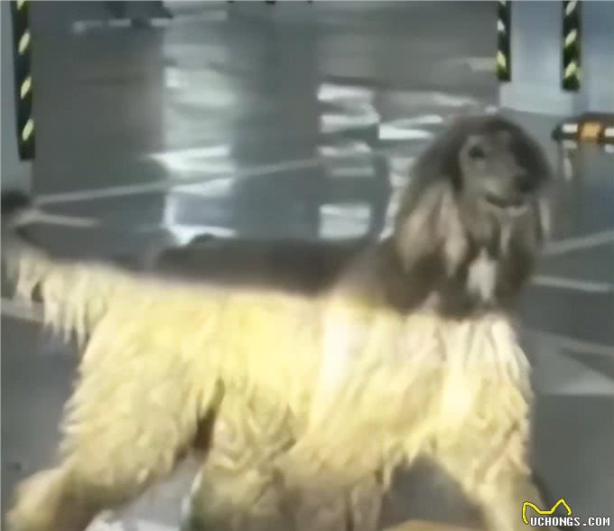 杭州一小区，业主深夜遇未牵绳阿富汗猎犬网友:惊恐程度百分百