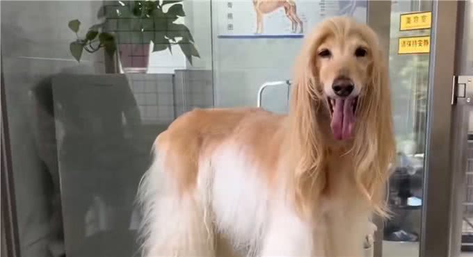 杭州一小区，业主深夜遇未牵绳阿富汗猎犬网友:惊恐程度百分百