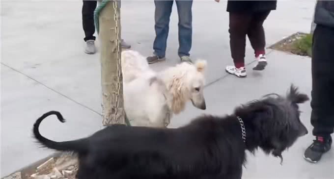杭州一小区，业主深夜遇未牵绳阿富汗猎犬网友:惊恐程度百分百