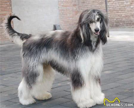 杭州一小区，业主深夜遇未牵绳阿富汗猎犬网友:惊恐程度百分百