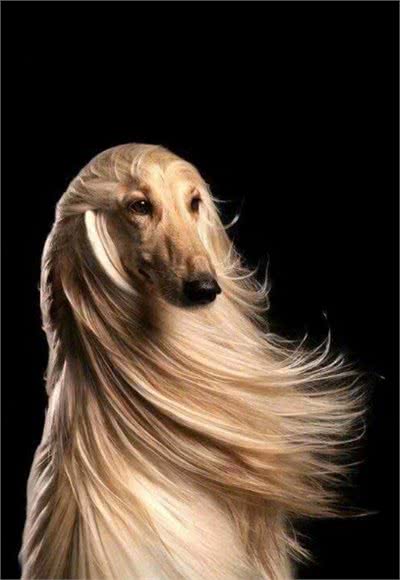 杭州一小区，业主深夜遇未牵绳阿富汗猎犬网友:惊恐程度百分百