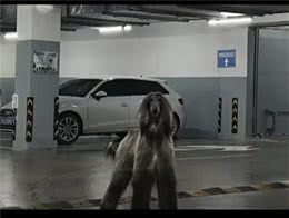 杭州一小区，业主深夜遇未牵绳阿富汗猎犬网友:惊恐程度百分百