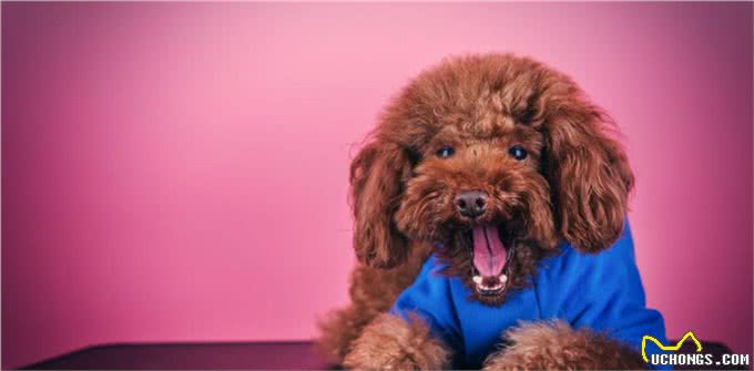 跳蚤的危害有多大?犬猫跳蚤过敏性皮炎了解下，教您如何正确应对