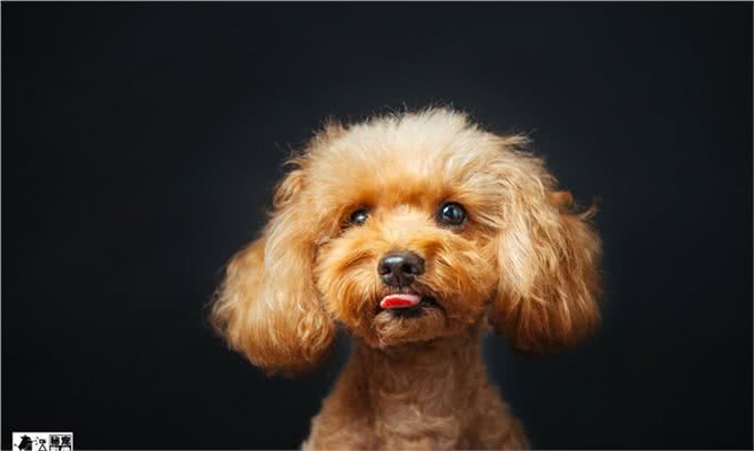 跳蚤的危害有多大?犬猫跳蚤过敏性皮炎了解下，教您如何正确应对