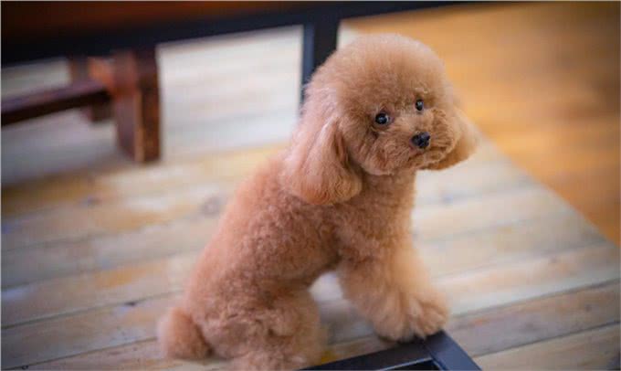 跳蚤的危害有多大?犬猫跳蚤过敏性皮炎了解下，教您如何正确应对