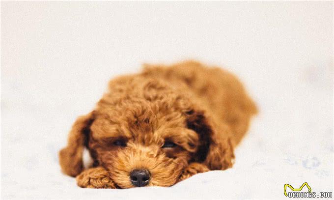 跳蚤的危害有多大?犬猫跳蚤过敏性皮炎了解下，教您如何正确应对