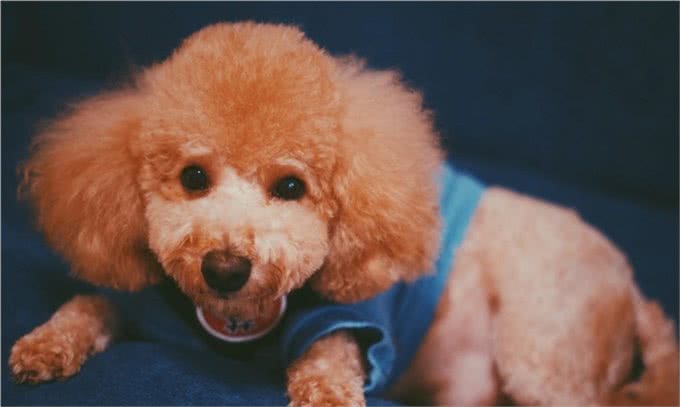 跳蚤的危害有多大?犬猫跳蚤过敏性皮炎了解下，教您如何正确应对