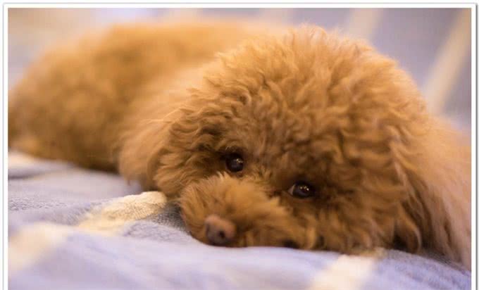 跳蚤的危害有多大?犬猫跳蚤过敏性皮炎了解下，教您如何正确应对