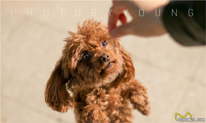 跳蚤的危害有多大?犬猫跳蚤过敏性皮炎了解下，教您如何正确应对