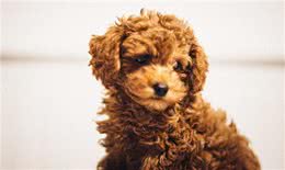 跳蚤的危害有多大?犬猫跳蚤过敏性皮炎了解下，教您如何正确应对