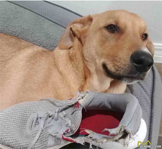 狗狗对咬家具是有什么执念吗?