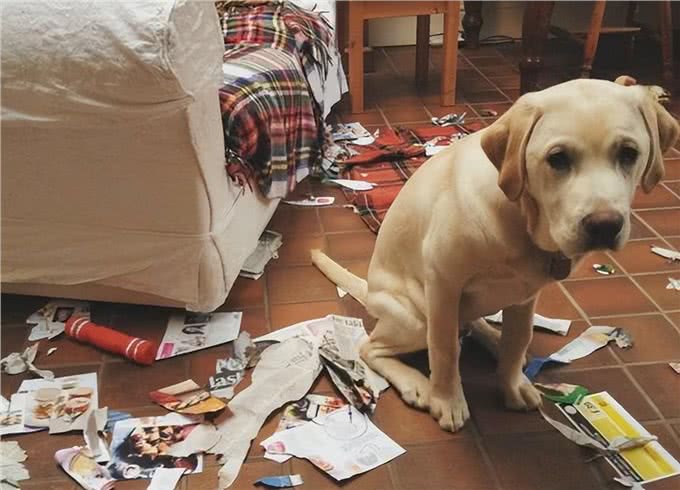 狗狗对咬家具是有什么执念吗?