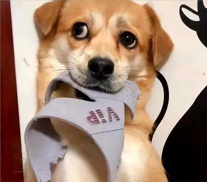 狗狗对咬家具是有什么执念吗?