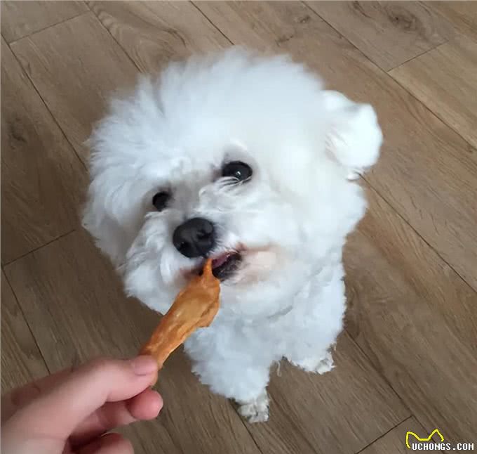 狗狗对咬家具是有什么执念吗?