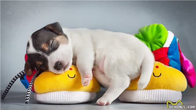 看狗狗睡觉，就可以知道它对主人的感情