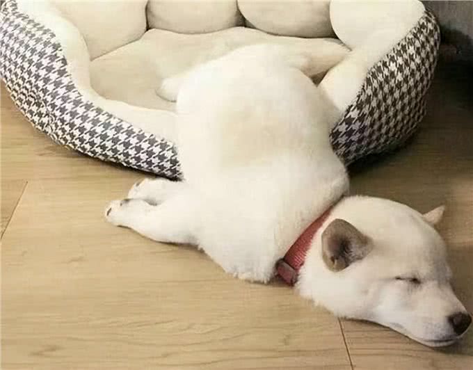 看狗狗睡觉，就可以知道它对主人的感情