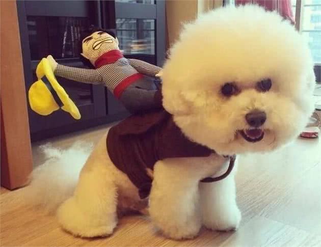 这5种情况下，比熊犬都需要喂食益生菌，你知道吗?