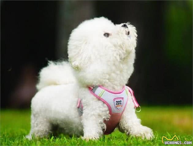 这5种情况下，比熊犬都需要喂食益生菌，你知道吗?