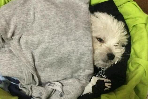 这5种情况下，比熊犬都需要喂食益生菌，你知道吗?