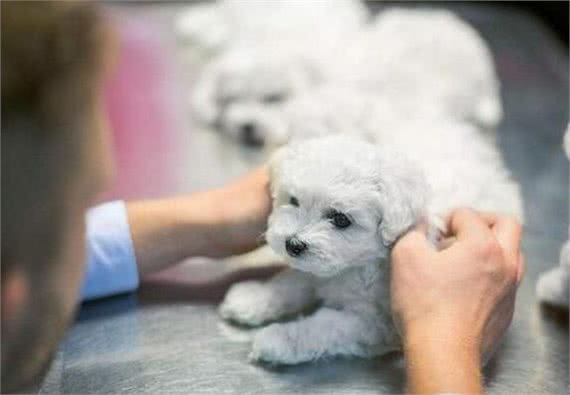 这5种情况下，比熊犬都需要喂食益生菌，你知道吗?