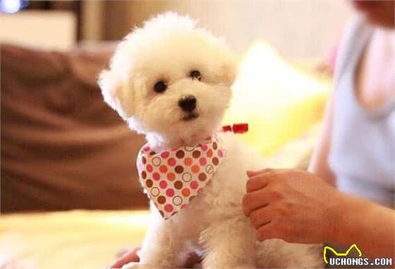 这5种情况下，比熊犬都需要喂食益生菌，你知道吗?