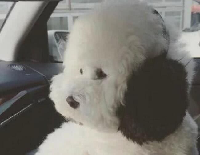 这5种情况下，比熊犬都需要喂食益生菌，你知道吗?