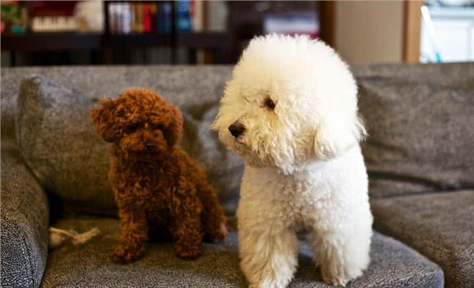 这5种情况下，比熊犬都需要喂食益生菌，你知道吗?