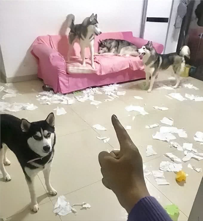 哈士奇:被误解最深的狗,为何人类长期圈养,它们也永不为奴?