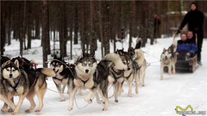 哈士奇:被误解最深的狗,为何人类长期圈养,它们也永不为奴?