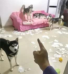 哈士奇:被误解最深的狗，为何人类长期圈养，它们也永不为奴?