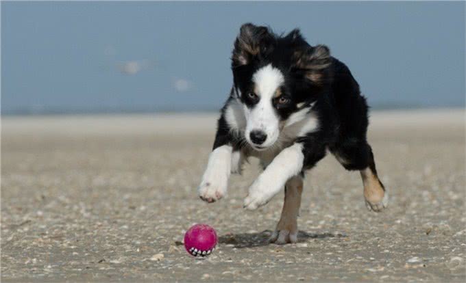 为什么养了边牧后，其它狗狗都不入你眼了?这6个优点太让人舒心