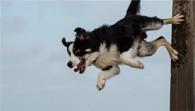 为什么养了边牧后，其它狗狗都不入你眼了?这6个优点太让人舒心