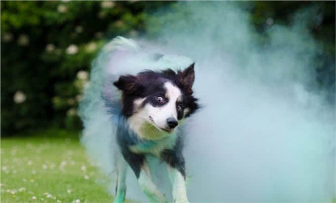 为什么养了边牧后，其它狗狗都不入你眼了?这6个优点太让人舒心