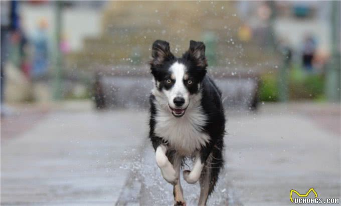 为什么养了边牧后，其它狗狗都不入你眼了?这6个优点太让人舒心