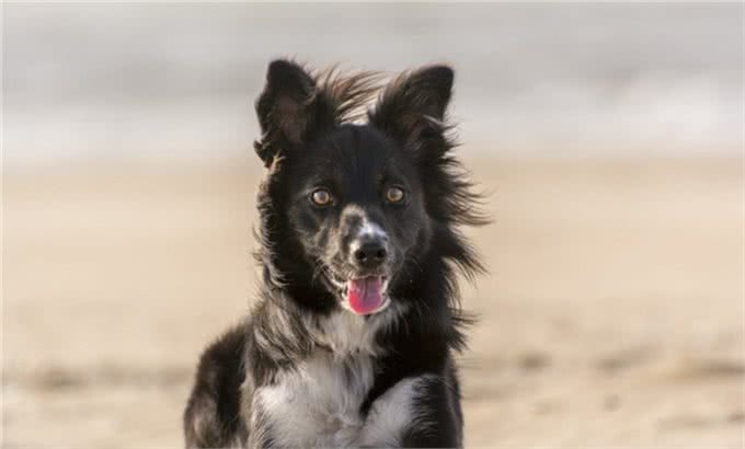 为什么养了边牧后，其它狗狗都不入你眼了?这6个优点太让人舒心