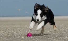 为什么养了边牧后，其它狗狗都不入你眼了?这6个优点太让人舒心